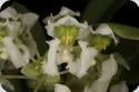 Zygostates grandiflora